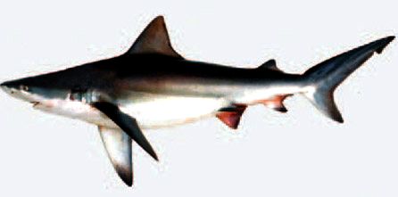 Carcharhinus altimus_05.jpg